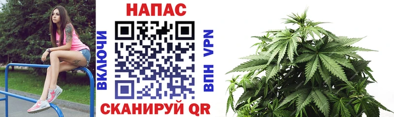 Каннабис OG Kush Горнозаводск